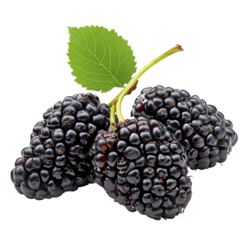 Fresh black mulberries posed on a bright transparent background showcasing their rich color and texture, Mulberry on transparent background png