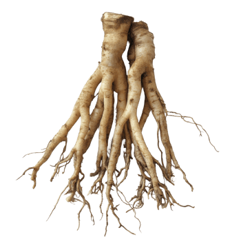 Finger root water with fresh roots on a transparent background highlighting natural ingredients and herbal benefits, Finger root water on transparent background png