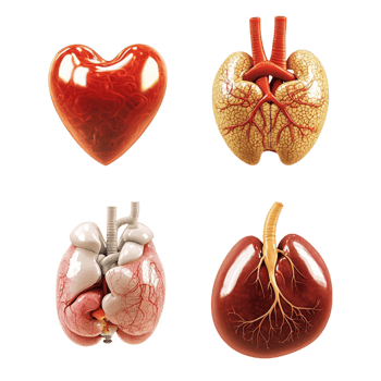 Anatomical human organs with realistic details png