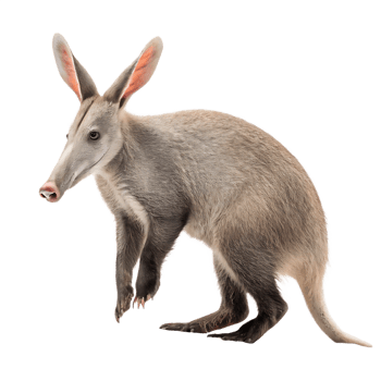 Adorable Aardvark Against a Transparent Background png