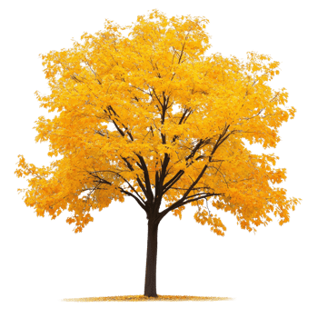 A vibrant yellow maple tree stands out beautifully against a transparent background, showcasing autumns rich colors, Maple tree isolated, transparent background png