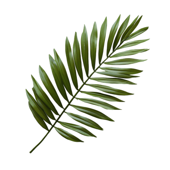 Vibrant palm tree leaf resting on a clean transparent background showcasing tropical beauty and natures elegance, palm tree leaf on transparent backgroundfile png