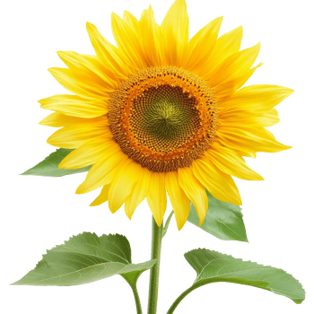 Vibrant sunflower blooming against a clean transparent background creating a striking visual contrast, Sunflowers transparent background. Sunflower transparent background png