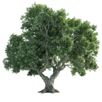 A large, lush green tree stands majestically against a pristine transparent background, big tree with green leaves on transparent backgroundfile png