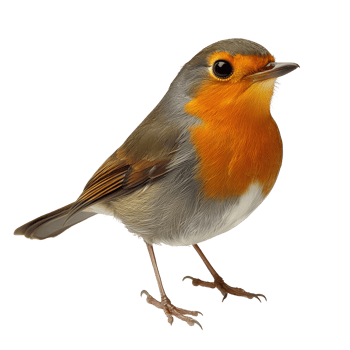A vibrant robin stands gracefully against a transparent background, showcasing its rich colors and intricate details, robin on transparent background png