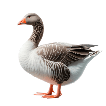 a beautiful goose png