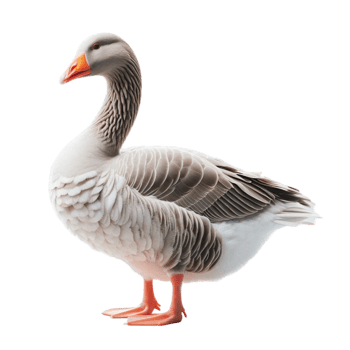 goose on transparent background png