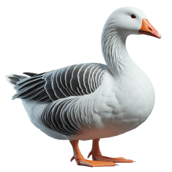 goose on transparent png