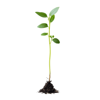 Green plant sprout growing from soil on a transparent background in a natural setting, green plant sprout isolated on transparent background or transparent backgroud png
