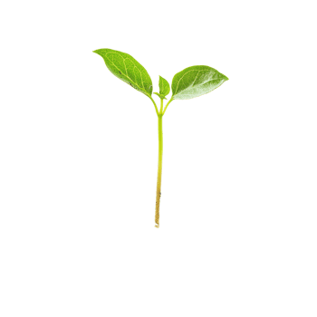 A young sprout seedling emerging from dark, rich soil in a bright, isolated setting showcasing new growth, young spout seedling growing out of soilisolated on transparent background png