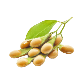 Fresh soybean pods with leaves isolated on a transparent background showcasing their natural color and texture, Soybean isolated on transparent background png