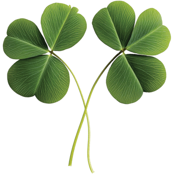 Four Leaf Clover isolated png