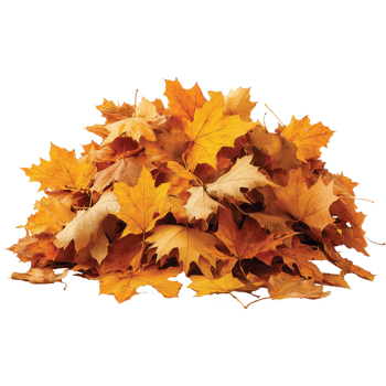 A pile of autumn leaves , Fall leaf illustration png