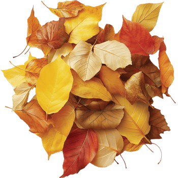 Pile of Autumn Leaves Isolated on White Background png