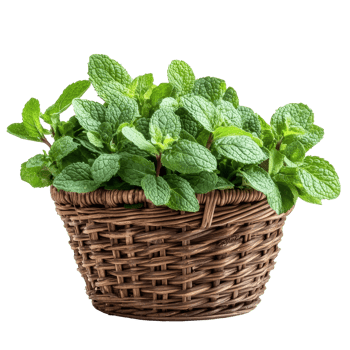Fresh mint leaves in a woven basket sitting against a clean transparent background for culinary and decorative use, mint in the basket on transparent background png