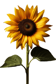 Vibrant Sunflower Isolated on Transparent Background High Resolution png