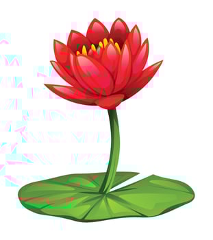 Red water lily flower on lily pad. Cartoon illustration isolated on white background vector