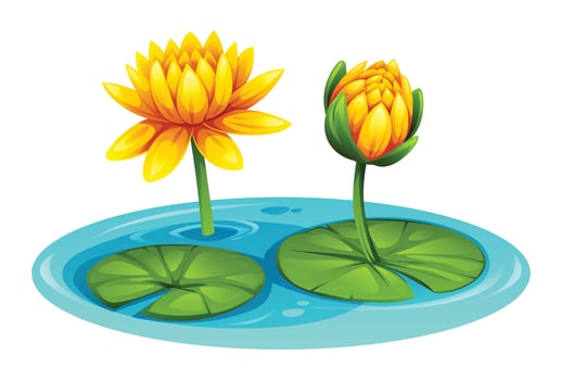 Yellow water lily flowers blooming on water, surrounded by lily pads, in a pond. Cartoon illustration vector