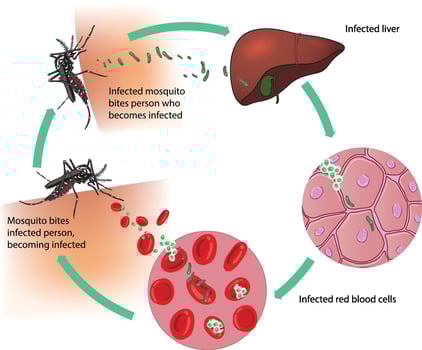 illustration of malaria transmission cycle diagram vector