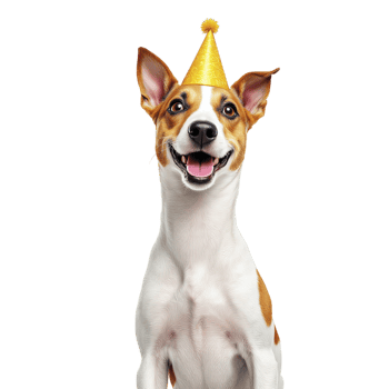 A dog wearing a party hat on a black background png