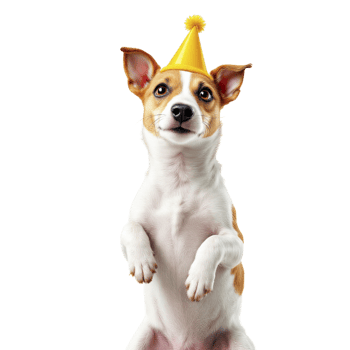 A dog wearing a party hat on its hind legs png