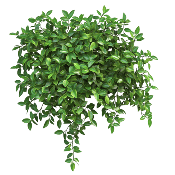 Dense Green Bush with Small Lush Leaves and Realistic Botanical Texture png