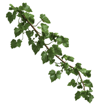 Green Ivy Branch with Leaves png