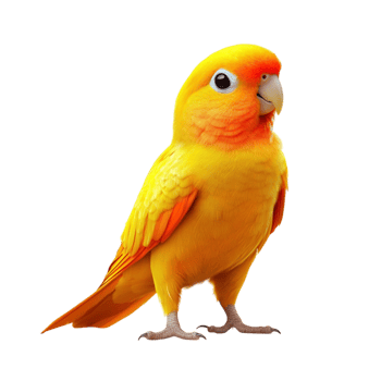 Orange canary bird on tropical songbird wildlife png