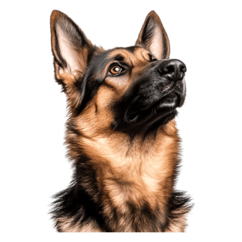 Majestic German Shepherd Dog with Intense Focus and Alertness png