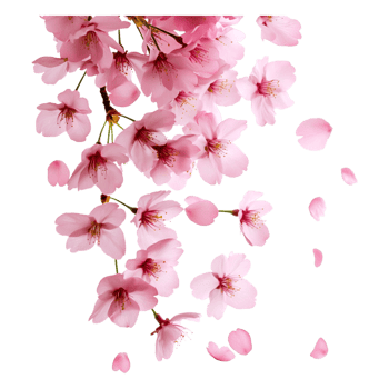 Delicate Cherry Blossom Flowers with Pink Petals Isolated on White png