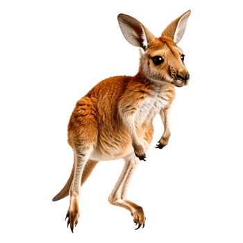 Playful Young Kangaroo Hopping in a Lively Natural Environment png
