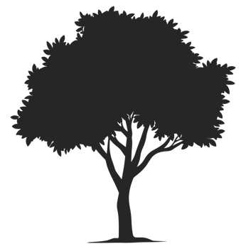 Summer Tree Silhouette png