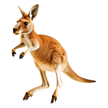 Playful Kangaroo in Natural Pose Isolated on png