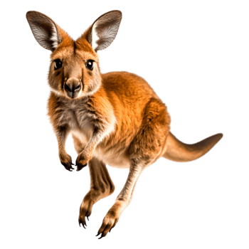 Cute Young Kangaroo Standing on Its Hind Legs in a Playful Pose png