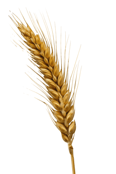 Golden Grain A Single Wheat Ear Against Transparency Capturing Natures Harvest in Stunning Detail png