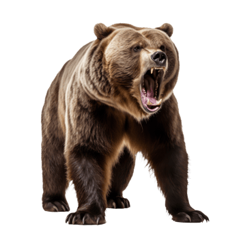 Majestic Power A Roaring Bear Ready to Conquer the Wild, Captured in Vivid Detail Against a Transparent Canvas. png