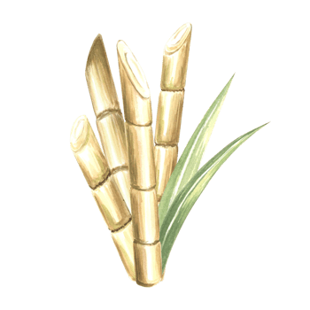 Cut sugar cane stalks with leaves. Bamboo. Hand drawn watercolor illustration isolate. Plantation harvest. Fresh sweet ripe stem for sugar production. Clipart of ingredient for rum, alcoholic drink. png