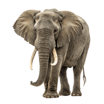 An elephant with tusks png
