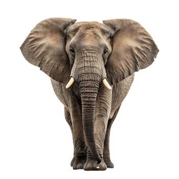 An elephant walking png