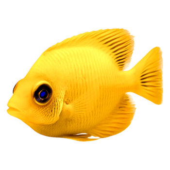 Bright Yellow Fish Swimming in Clear Water with Vibrant Fins png