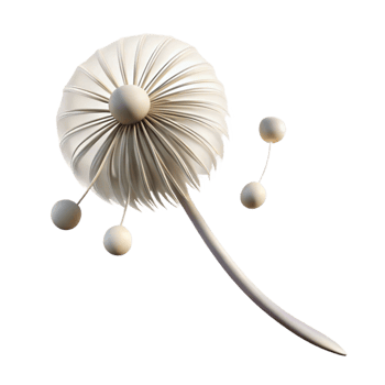 serene vintage A Single Dandelion Seedhead Blowing in high resolution png