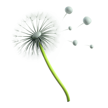 elegant contemporary A single dandelion seedhead blowing in the wind, minimalist photography, delicate and ethereal detailed png