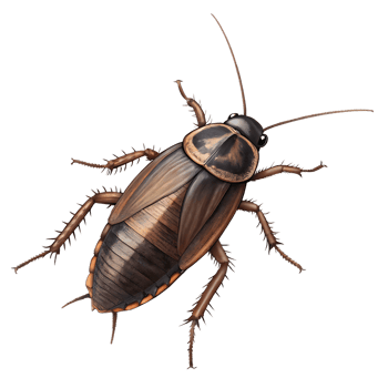 Detailed Illustration of a Brown Cockroach png