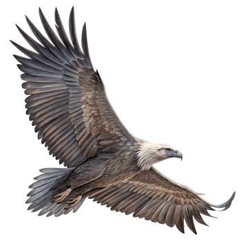 Eagle flying in the sky with wings spread png