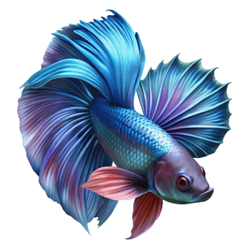 dramatic rustic A vibrant betta fish flaring its fins, intricate detail, dark background, macro photography style exclusive png