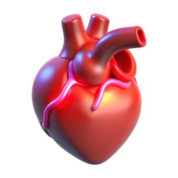 serene vintage A holographic projection of a human heart beating, soft red light, medical illustration style exclusive png