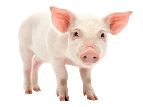 Cute piglet standing on transparency background, showcasing its pink skin and ears png