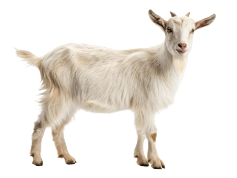 cute white goat standing on transparency background, showcasing its fluffy fur and curious expression png