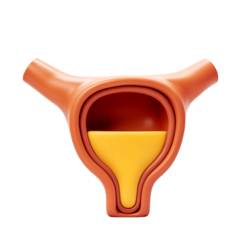 Artistic Representation of a Human OrganThe Urinary System png