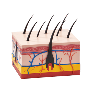 Cross-Sectional Model of Skin with Hair and Vessels Represent png